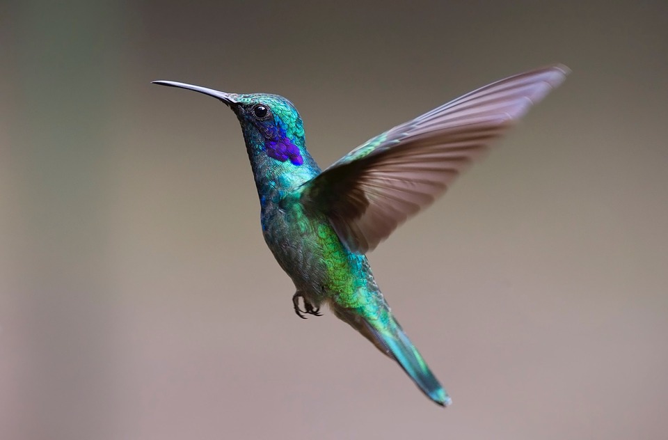 Flyvende kolibri